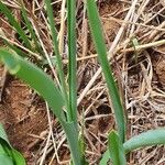 Chlorophytum africanum Leaf