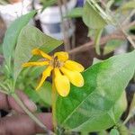 Gardenia carinata Blomst