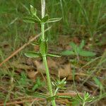 Galium porrigens Corteza