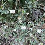 Eriogonum nudum Blüte