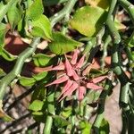 Euphorbia tithymaloides Flower