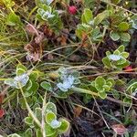 Arctostaphylos uva-ursi Frunză