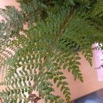 Polystichum setiferumList