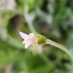 Chardinia orientalis Flor