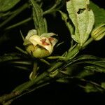 Malvaviscus arboreus Плод