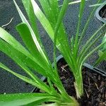 Allium angulosum Leaf