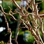Albizia tanganyicensis 樹皮