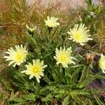 Hieracium berardianum Libunga