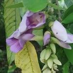 Clitoria fairchildiana Flower