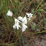 Acis autumnalis ഇല