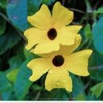 Thunbergia alata Flors