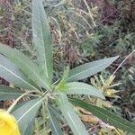 Ludwigia grandiflora Likasa