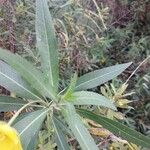 Ludwigia grandiflora Leaf