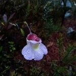 Utricularia endresii