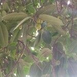 Ficus maxima Froito