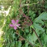 Geranium reuteri Lorea