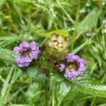 Prunella vulgaris Цветок