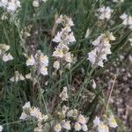 Linaria repensफूल