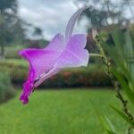 Arundina graminifolia Kwiat