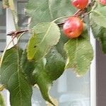 Malus prunifolia Лист