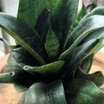 Sansevieria trifasciata Folha