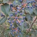 Viburnum rigidum Fruit