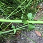 Russelia equisetiformis Leaf