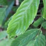 Leea guineensis Feuille