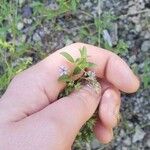 Trichostema brachiatum Kukka