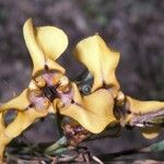 Cypella herbertii Flower