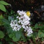 Valeriana tripteris Květ