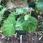 Begonia chitoensis Hoja