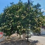 Ceiba chodatii Other