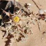 Atractylis babelii Flower