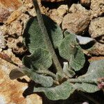 Eriogonum vimineum Leaf