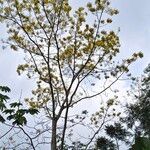 Schizolobium parahyba Flor