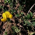 Lotus corniculatus موطن