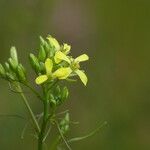 Sisymbrium altissimum Blüte