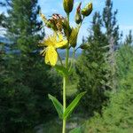 Hypericum richeri Flor