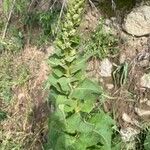 Verbascum virgatumFolha