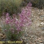 Limonium insigne Habit