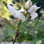 Pedicularis racemosa Virág