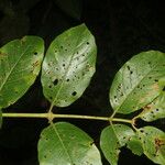 Uncaria tomentosa Folha