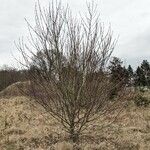 Salix caprea Habitus