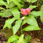 Costus guanaiensis Feuille