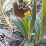 Ophrys holosericea Fleur
