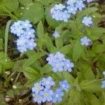 Myosotis sylvatica Blüte