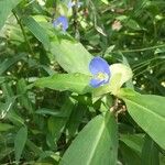 Commelina virginica Habitus