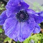 Anemone coronaria Flower