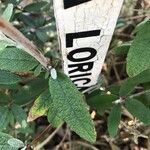 Buddleja loricata Leaf